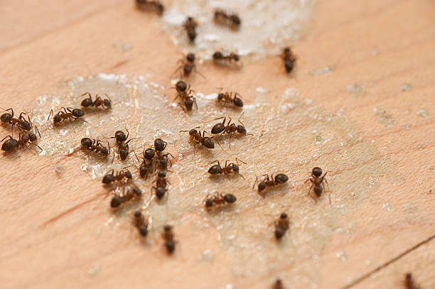 Best Wildlife Control Services  in Riverside, AL