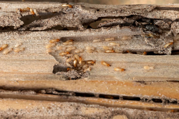 Trusted Riverside, AL Pest Control Experts